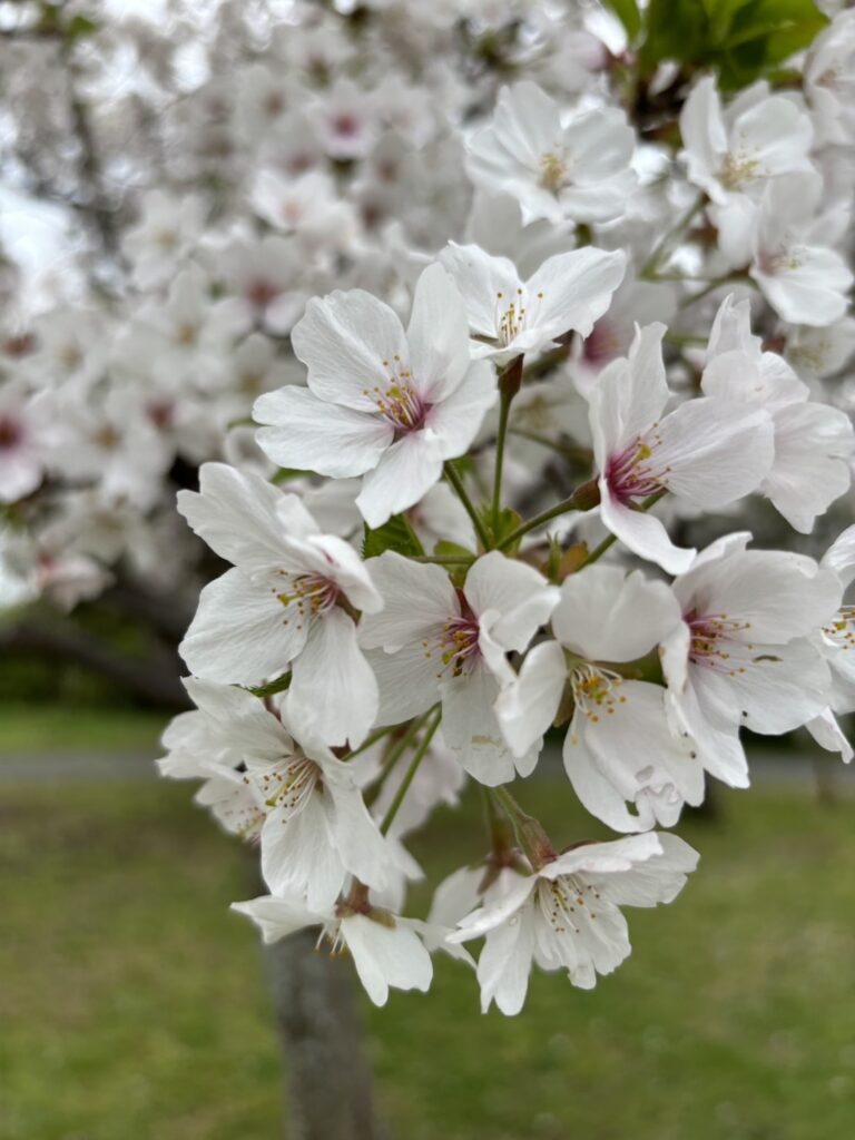 ブログ日記用の桜の写真（自撮り）